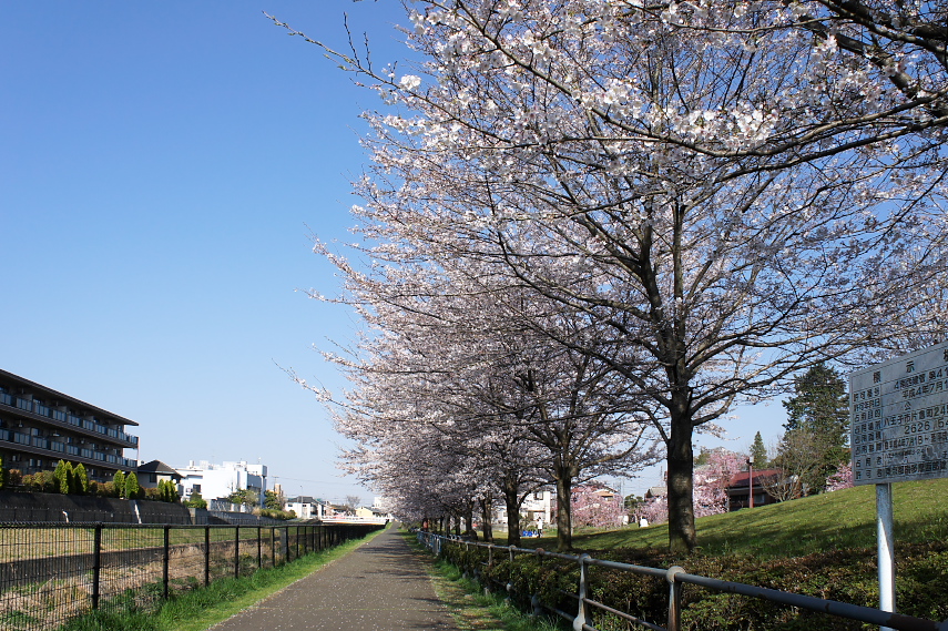 桜が咲く湯殿川の沿道 - 片倉城跡公園