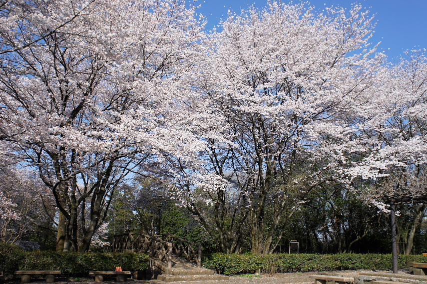 桜が咲く本橋付近 - 片倉城跡公園