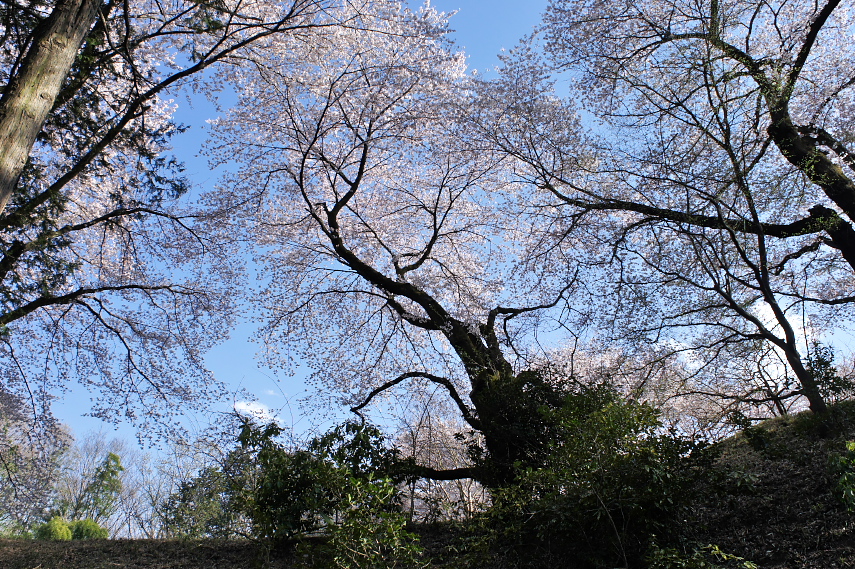 空堀から桜を見上げる - 片倉城跡公園