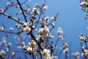 開花したウメ(梅)2 2013年 - 片倉城跡公園