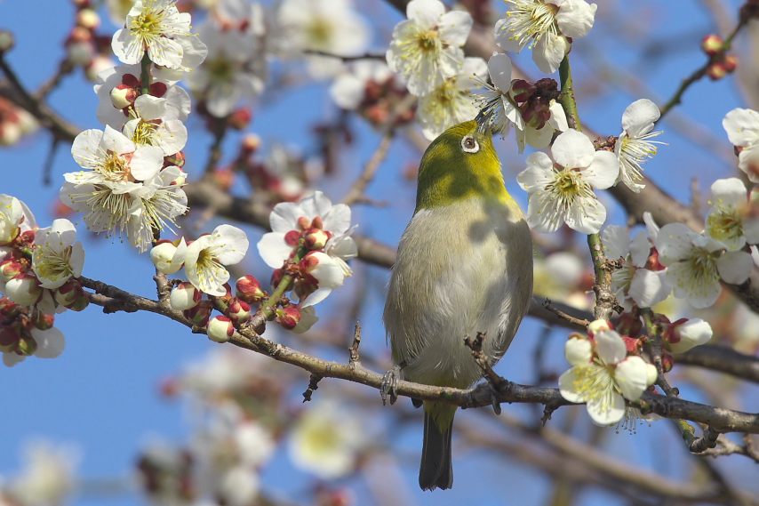 梅の花にメジロ - 片倉城跡公園