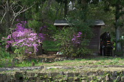 ミツバツツジが咲く水車小屋 - 片倉城跡公園