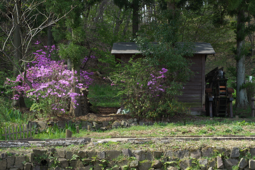 ミツバツツジが咲く水車小屋 - 片倉城跡公園