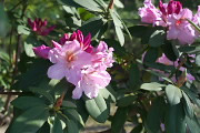 開花した西洋シャクナゲの花 - 片倉城跡公園