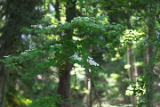 林のヤブデマリ(藪手毬) - 片倉城跡公園