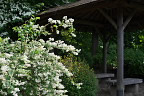 空木と山法師が咲く東屋 - 片倉城跡公園
