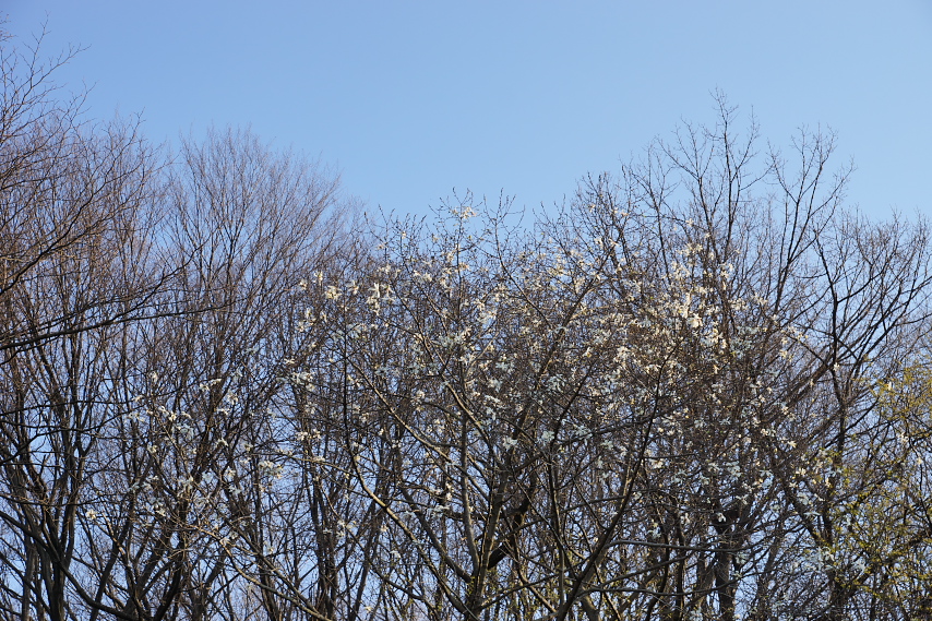 林の中に咲くコブシ - 片倉城跡公園