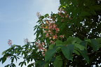 ベニバナトチノキ(マロニエ)の花