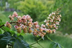 低い位置のマロニエ(ベニバナトチノキ)の花