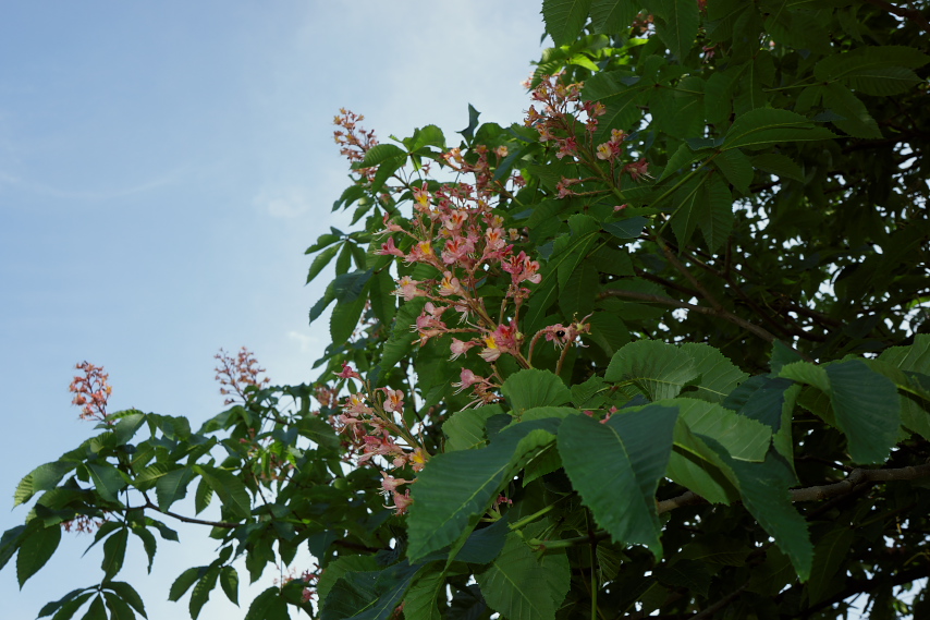 ベニバナトチノキ(マロニエ)の花