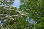 花が咲いたヒトツバタゴの枝 - 片倉城跡公園