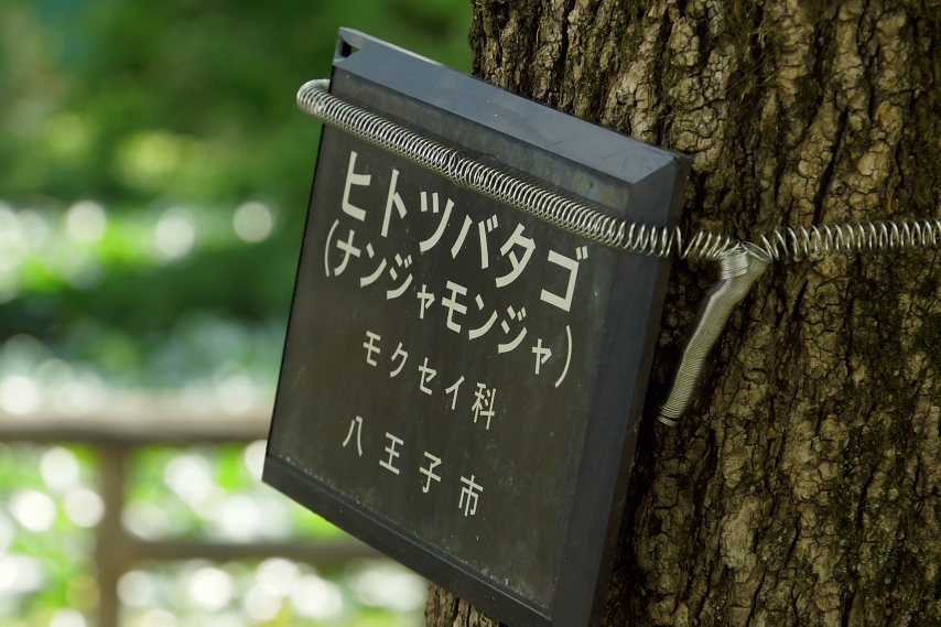ヒトツバタゴのプレート - 片倉城跡公園