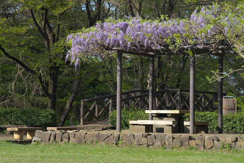 二の丸広場の藤棚 - 片倉城跡公園