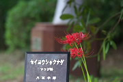 西洋石楠花の下のヒガンバナ - 片倉城跡公園