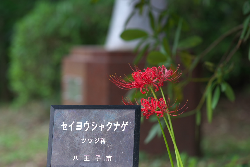 西洋石楠花の下のヒガンバナ - 片倉城跡公園