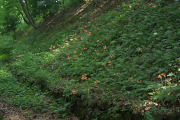 狐の剃刀が咲く奥の沢の斜面 - 片倉城跡公園