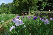 水車小屋の西側の菖蒲園 - 片倉城跡公園