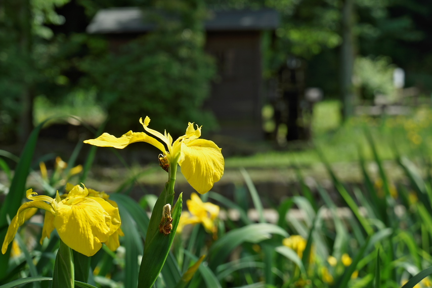 水車小屋の北側の黄菖蒲 - 片倉城跡公園