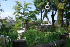彫刻広場近くのヤマユリを園路から - 片倉城跡公園