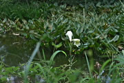 池の脇の斜面に咲いているウバユリ - 片倉城跡公園