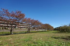 秋の北側広場 - 片倉城跡公園