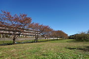 秋の北側広場 - 片倉城跡公園