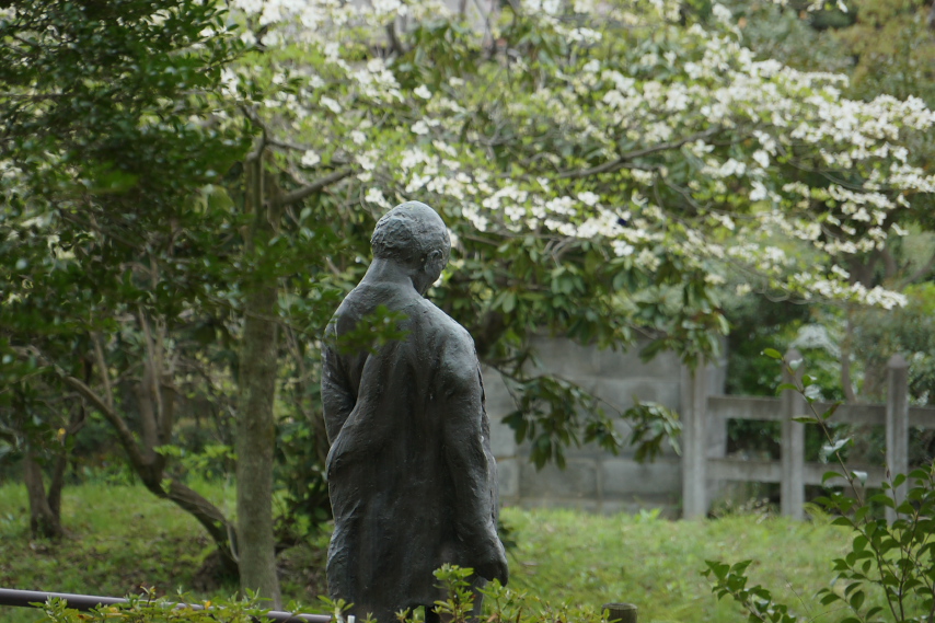 ハナミズキと彫刻「酔っぱらい」 - 片倉城跡公園