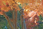 紅葉と彫刻「春風」- 片倉城跡公園