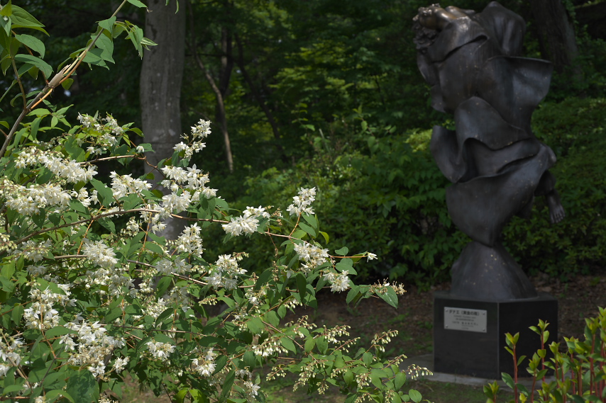 ウツギ(空木)と彫刻「ダナエ」2 - 片倉城跡公園