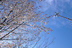 ヤマザクラ(山桜) - 片倉つどいの森公園