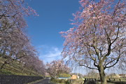 枝垂桜 - 片倉つどいの森公園