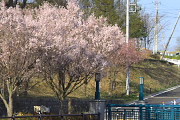 桜が咲いた橋の入口付近 - 片倉つどいの森公園