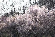 桜並木 - 片倉つどいの森公園