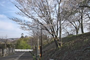 山桜が咲いた広場の入口 - 片倉つどいの森公園