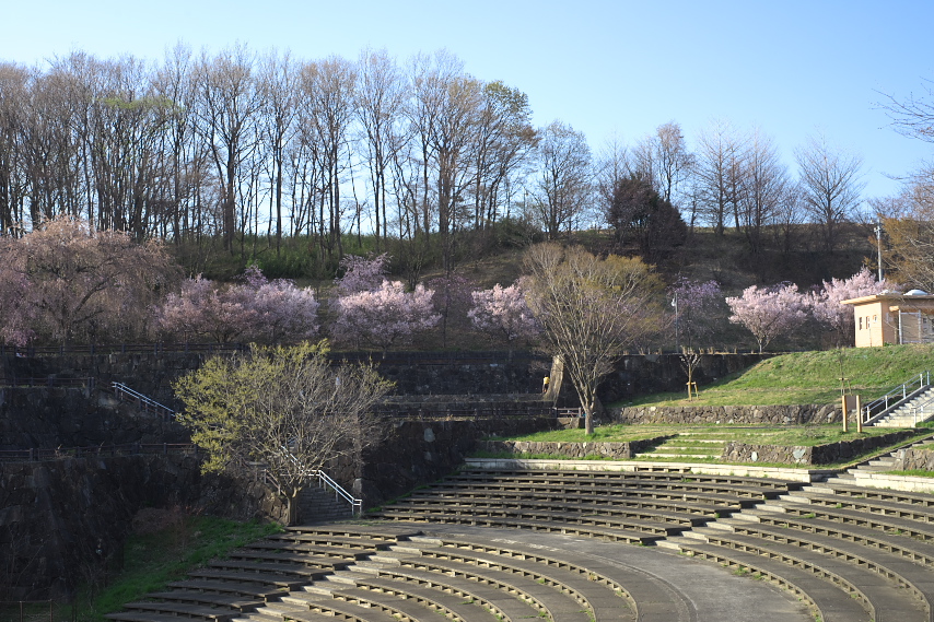桜が咲いた調整池の区画 - 片倉つどいの森公園