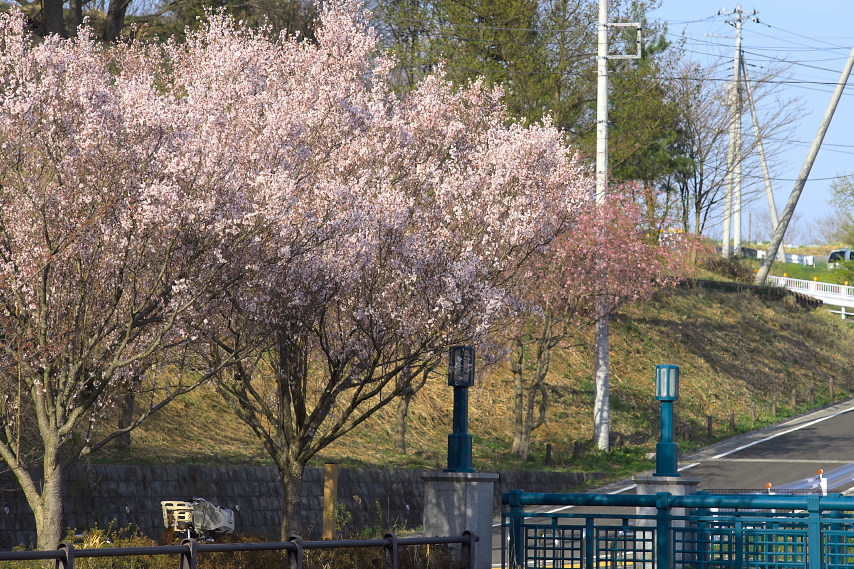 桜が咲いた橋の入口付近 - 片倉つどいの森公園