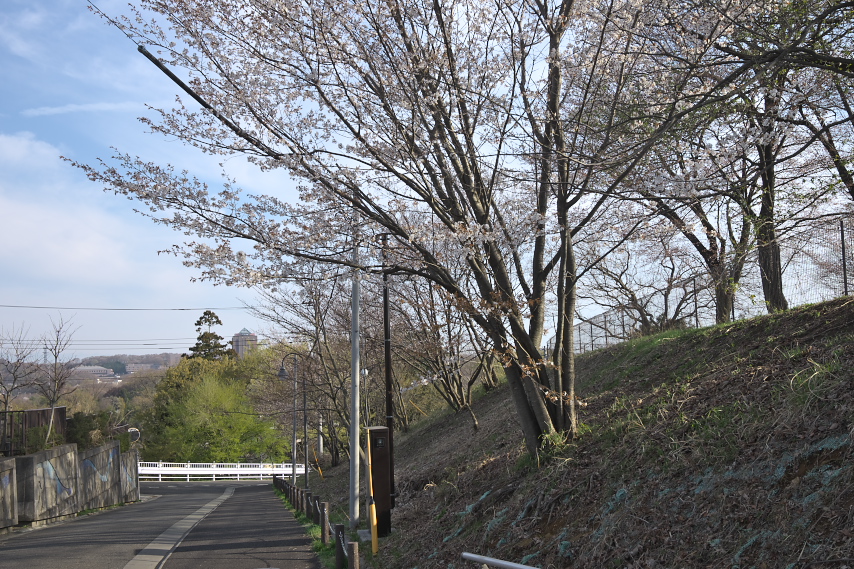 山桜が咲いた広場の入口 - 片倉つどいの森公園