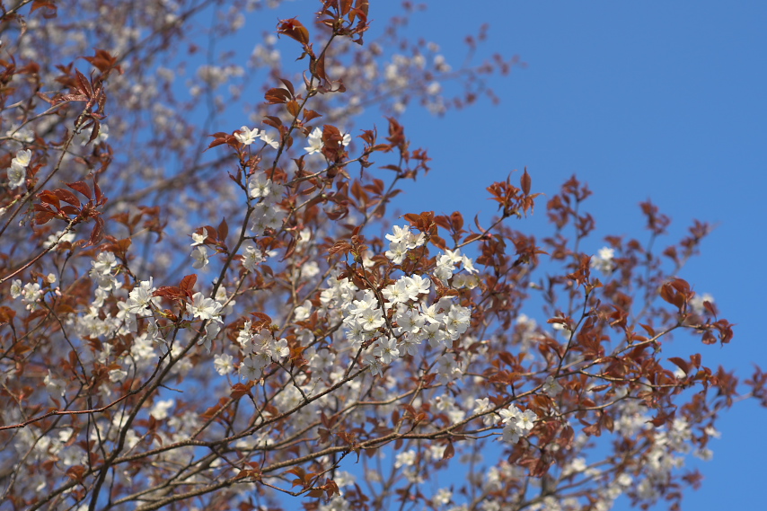 ヤマザクラ(山桜)の花 - 片倉つどいの森公園