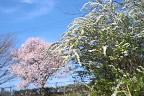 ユキヤナギ(雪柳)とサクラ(桜) - 片倉つどいの森公園