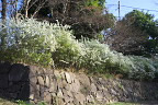 ユキヤナギが咲く石垣2 - 片倉つどいの森公園