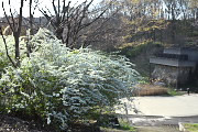 雪柳が咲く調整池の区画 - 片倉つどいの森公園