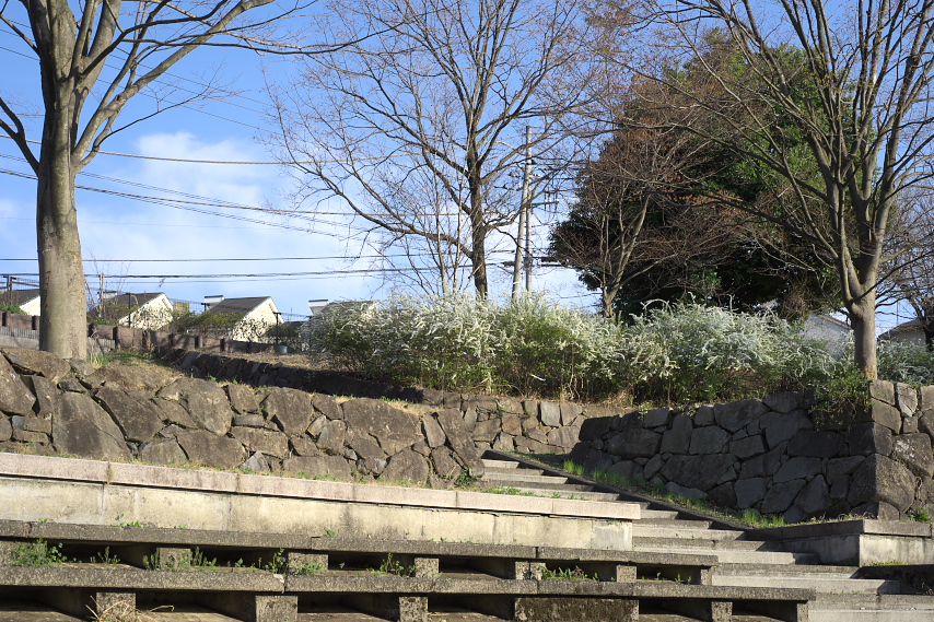 ユキヤナギが咲く石垣 - 片倉つどいの森公園