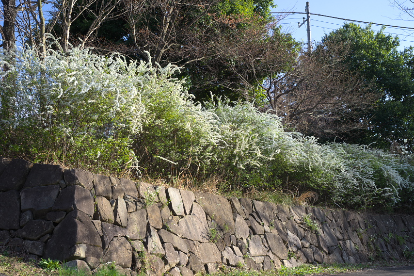 ユキヤナギが咲く石垣2 - 片倉つどいの森公園