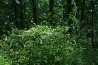 林の中のコゴメウツギ - 片倉つどいの森公園