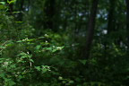 林の中のコゴメウツギ 2 - 片倉つどいの森公園