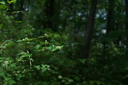 林の中のコゴメウツギ 2 - 片倉つどいの森公園
