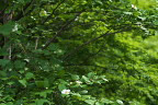 ナツツバキ(夏椿)2 - 片倉つどいの森公園