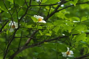ナツツバキ(夏椿)の花 - 片倉つどいの森公園
