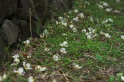 ナツツバキの落ちた花 - 片倉つどいの森公園