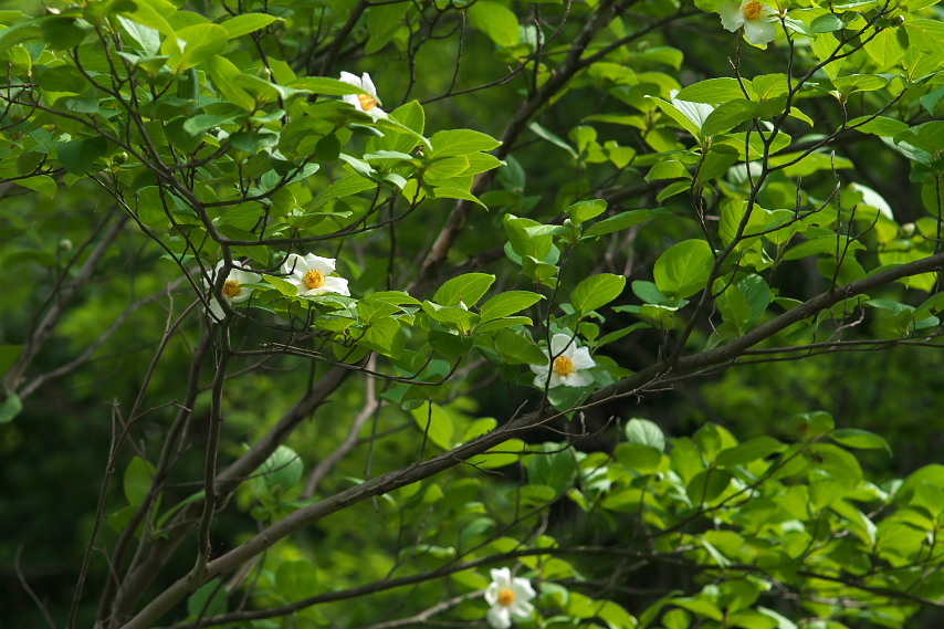 ナツツバキ(夏椿) - 片倉つどいの森公園